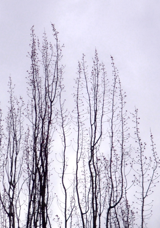 Trees